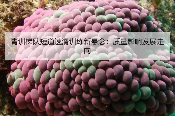 qing-xun-ti-dui-duan-dao-su-hua-xun-lian-xin-xuan-nian-zhi-liang-ying-xiang-fa-zhan-zou-xiang-2-585.jpg
